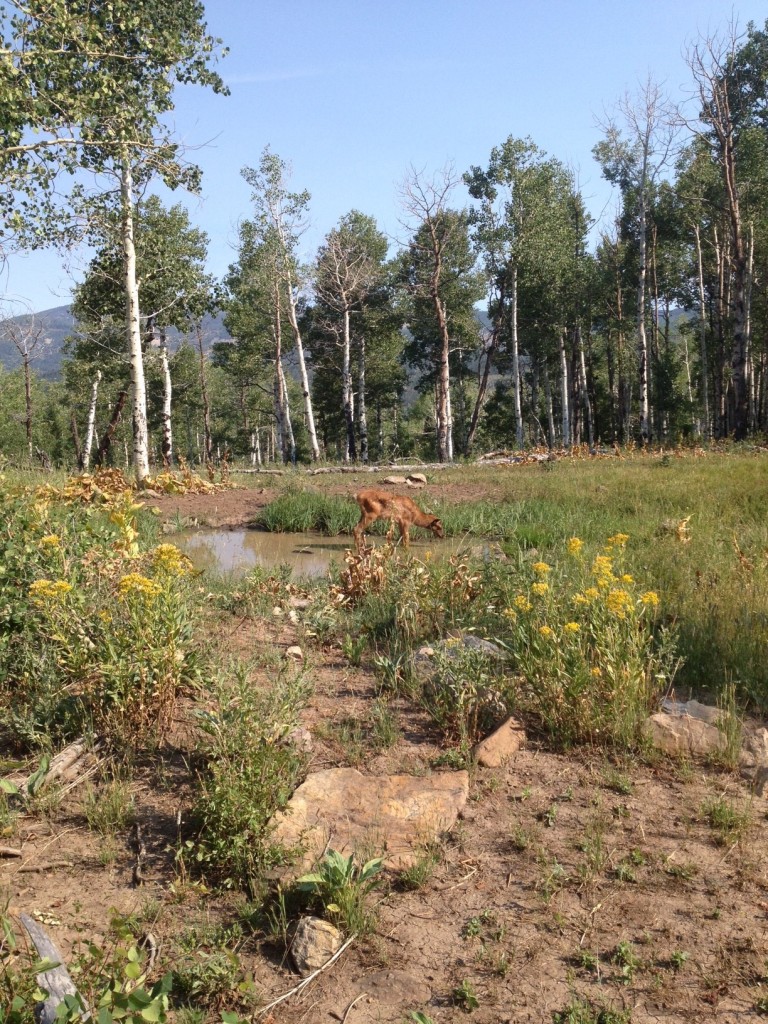 Baby Moose or Elk