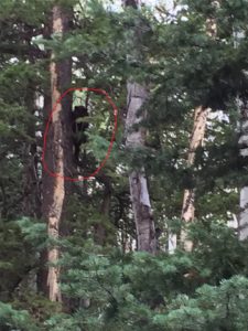 bear-cub-up-the-tree-circled