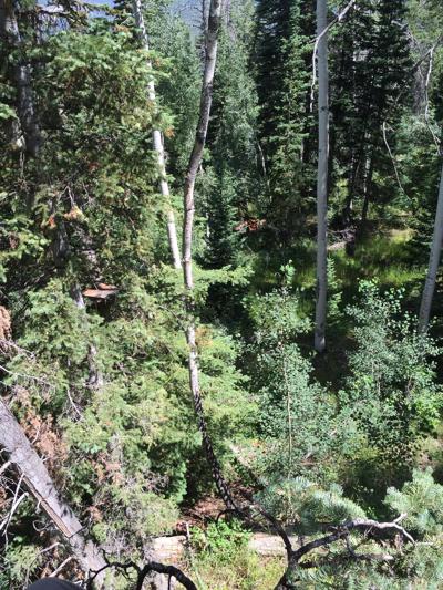 Tree Stand s - Copy